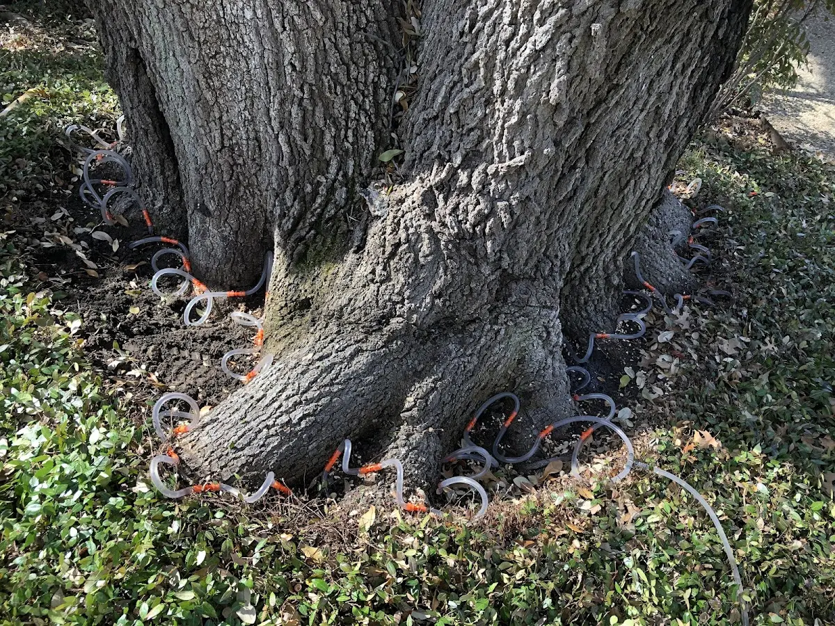 Detailed Shrub and Hedge Trimming job site in Refugio