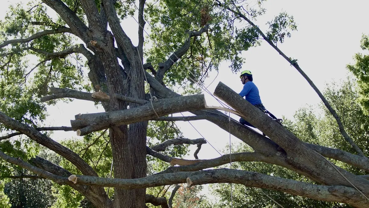 Professional Crown Thinning performed by certified arborists in Refugio
